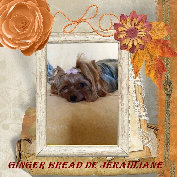 Ginger bread de Jérauliane