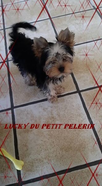 Du Petit Pelerin - Lucky