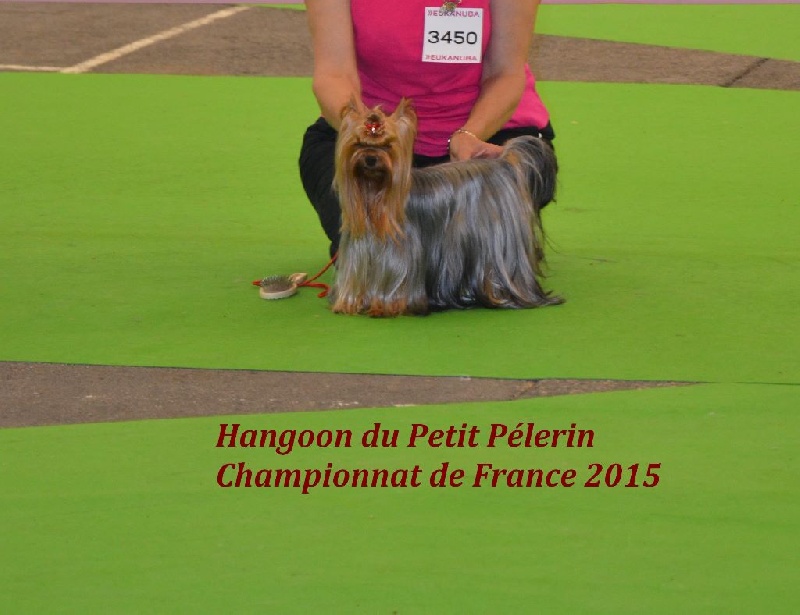 CH. Hangoon Du Petit Pelerin