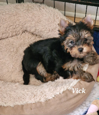 vick