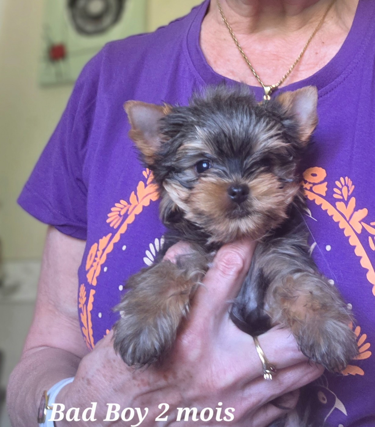 Du Petit Pelerin - Chiots disponibles - Yorkshire Terrier