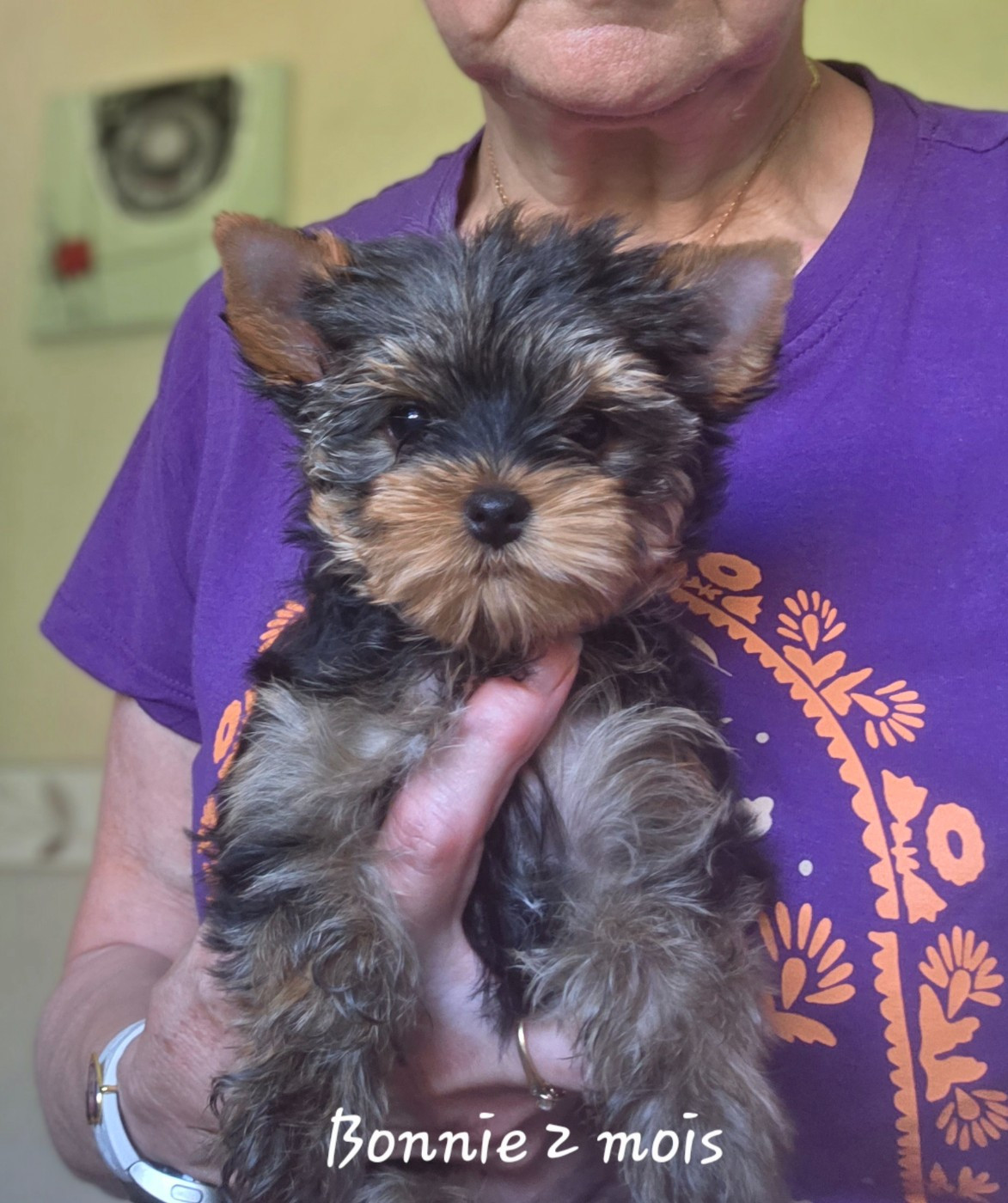 Du Petit Pelerin - Chiots disponibles - Yorkshire Terrier
