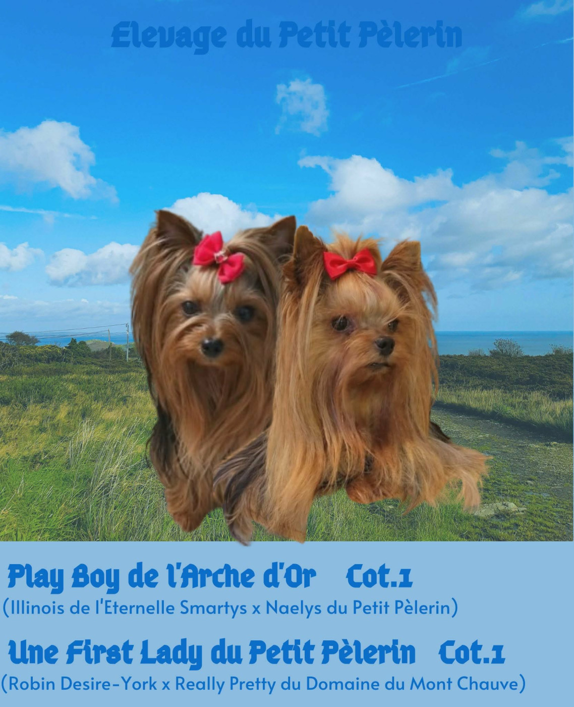 Chiot Yorkshire Terrier Du Petit Pelerin
