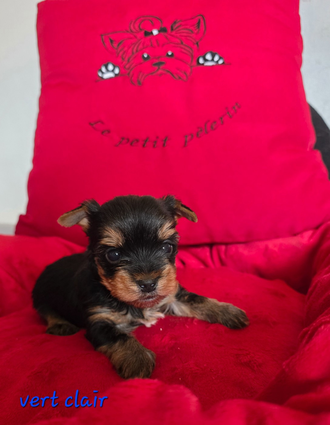 Du Petit Pelerin - Chiots disponibles - Yorkshire Terrier