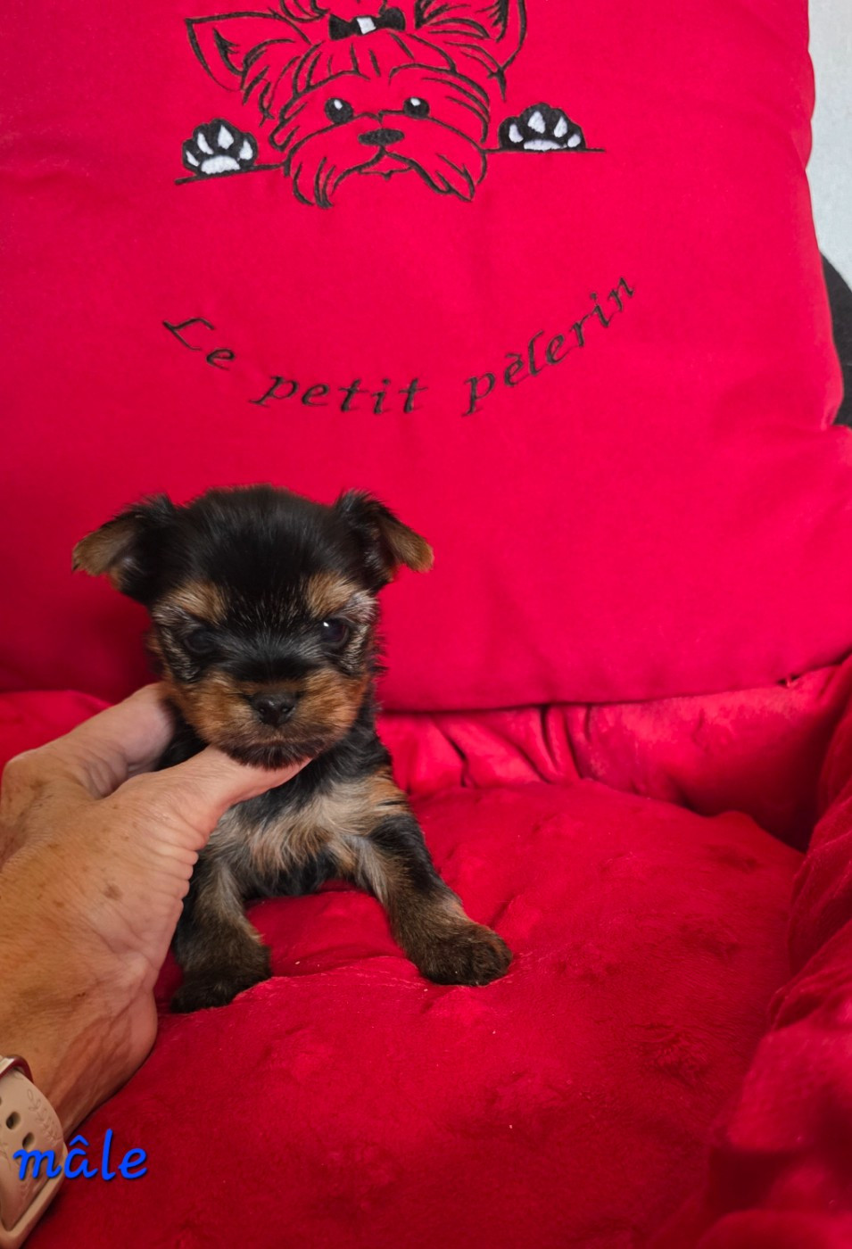 Du Petit Pelerin - Chiots disponibles - Yorkshire Terrier
