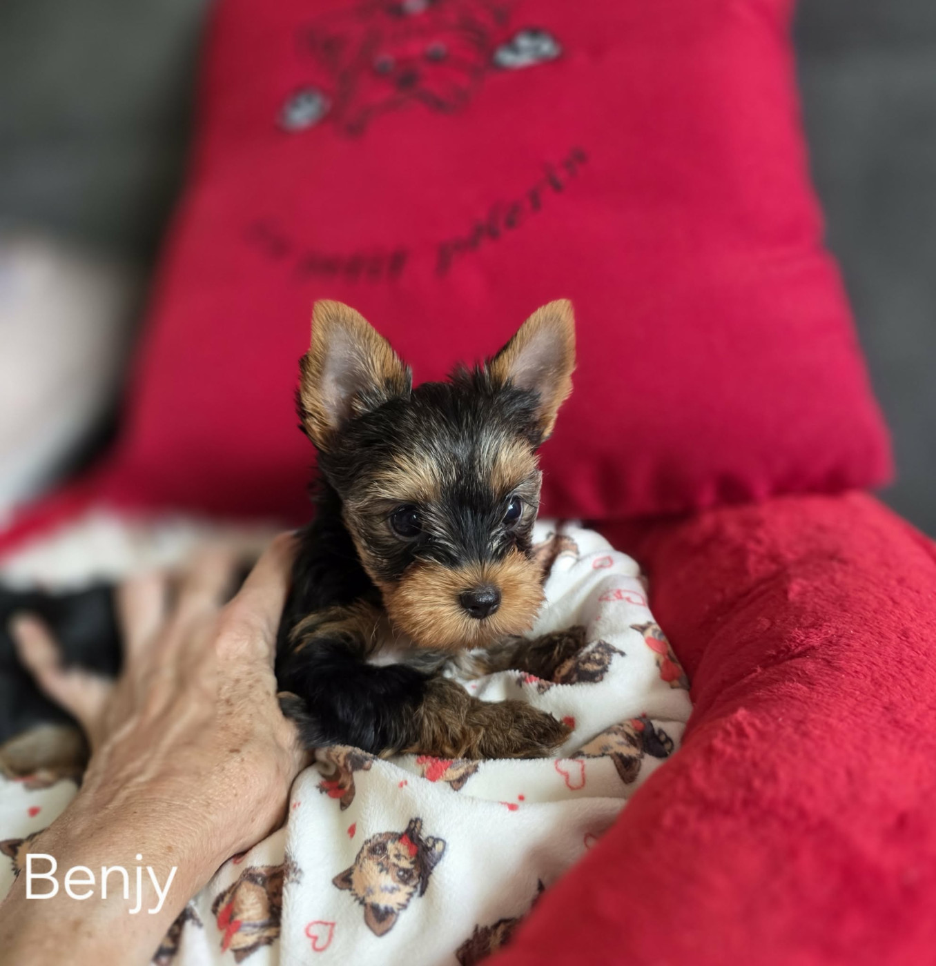Du Petit Pelerin - Chiots disponibles - Yorkshire Terrier