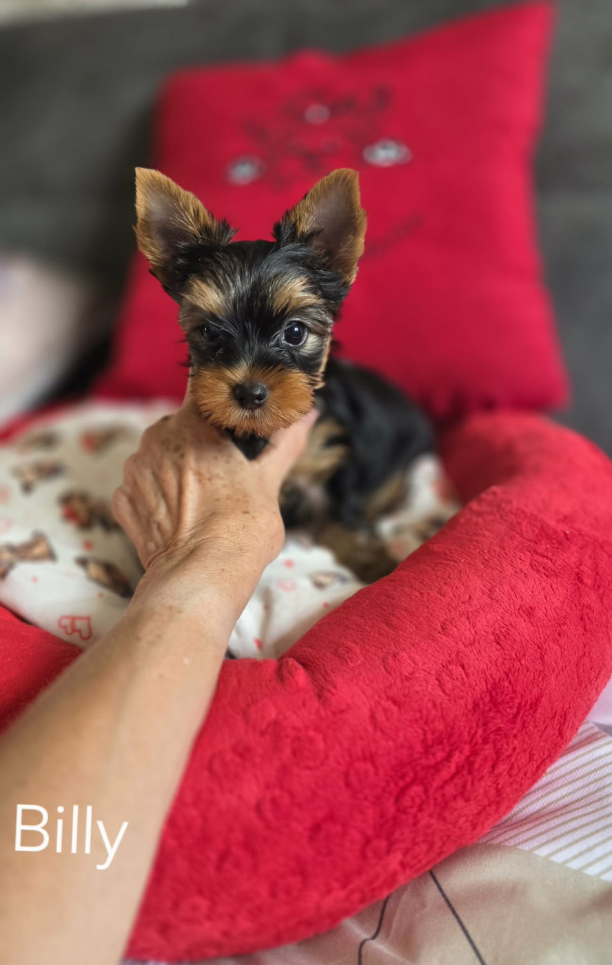 Du Petit Pelerin - Chiots disponibles - Yorkshire Terrier