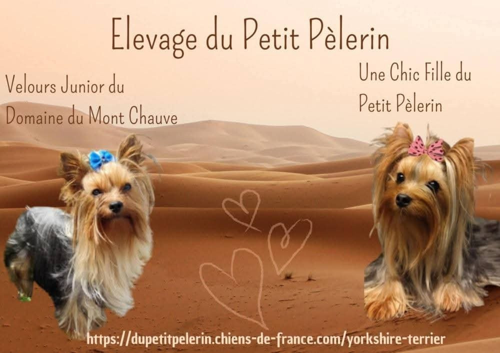 Chiot Yorkshire Terrier Du Petit Pelerin