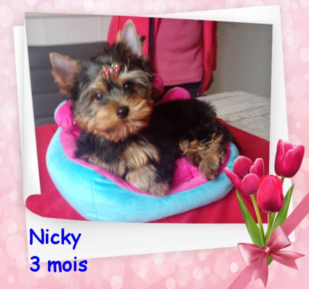 Nicky