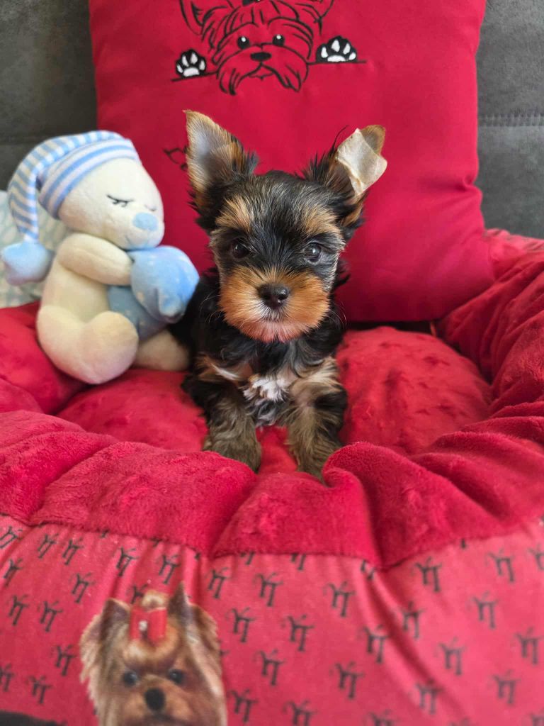 Du Petit Pelerin - Chiots disponibles - Yorkshire Terrier