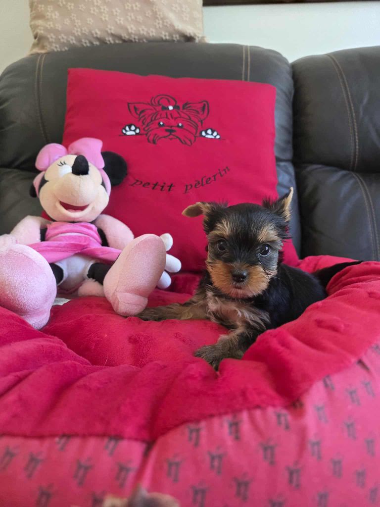 Du Petit Pelerin - Chiots disponibles - Yorkshire Terrier
