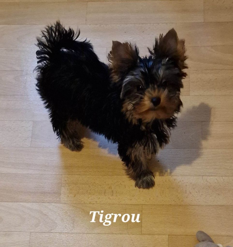 Du Petit Pelerin - Yorkshire Terrier - Portée née le 04/11/2022