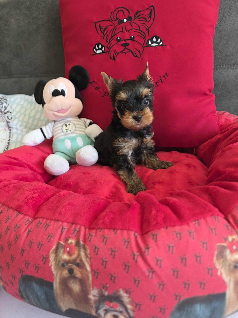 Du Petit Pelerin - Chiots disponibles - Yorkshire Terrier