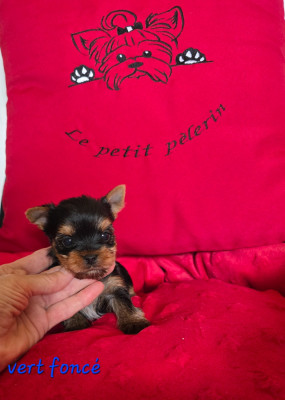 Chiot N°2