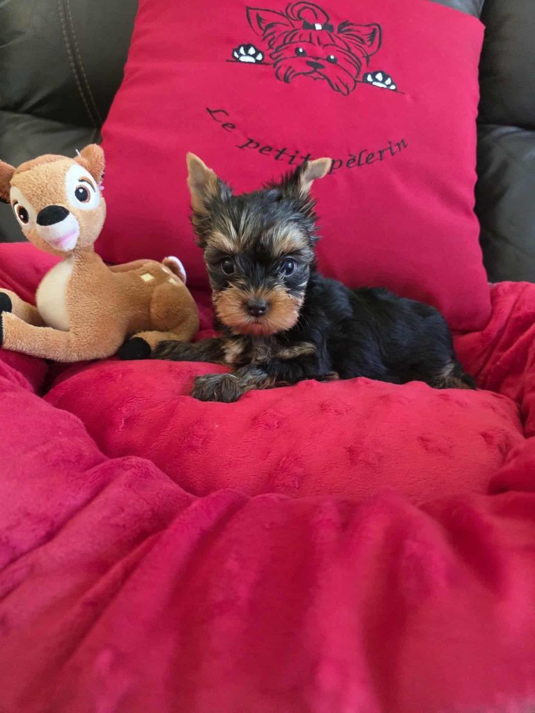 Du Petit Pelerin - Chiots disponibles - Yorkshire Terrier